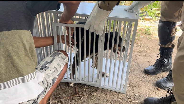 Operação quatro patas 1