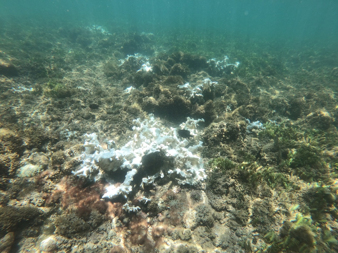 Coral com branqueamento