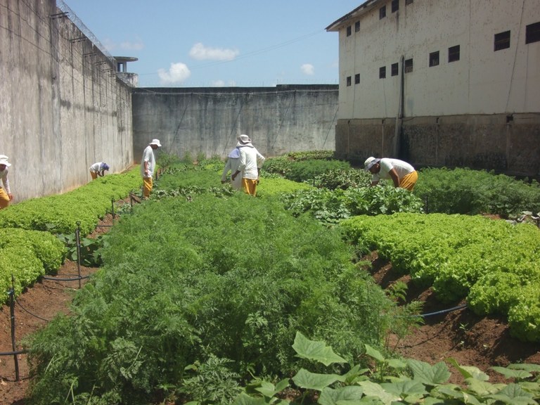 Parceria Seap-PB e Juizado Especial Misto da Comarca de Santa Rita amplia projeto 'Hortas para a Liberdade', na Penitenciária Padrão_3.jpg