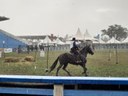 Cavalo da raça Mangalarga Marchador durante concurso.jpg