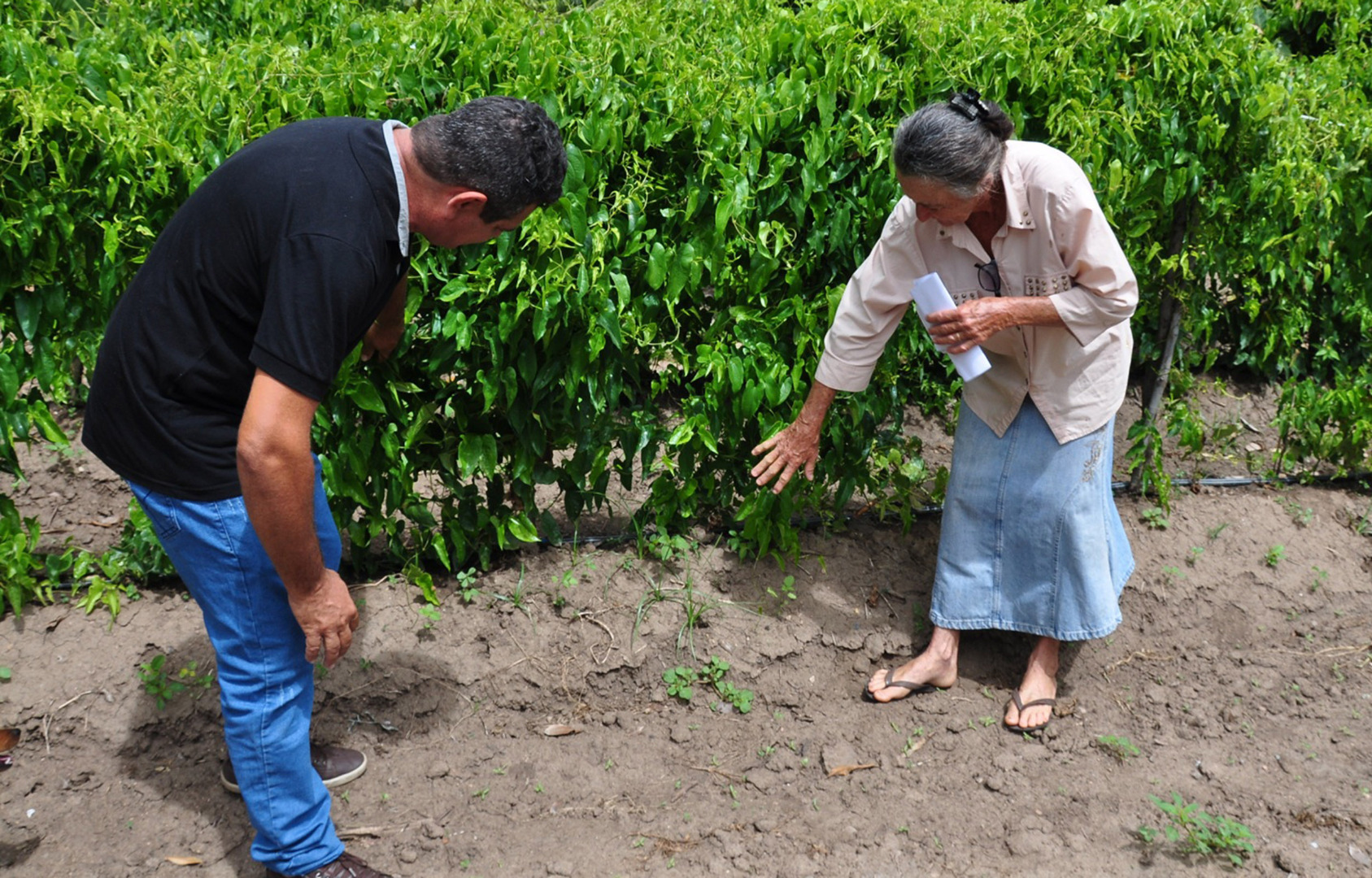 empaer cultivo de inhame irrigado na regiao de sao goncalo (1).JPG