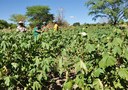 trinta-anos-depois-agricultor-volta-a-cultivar-agroecologico-1.jpg