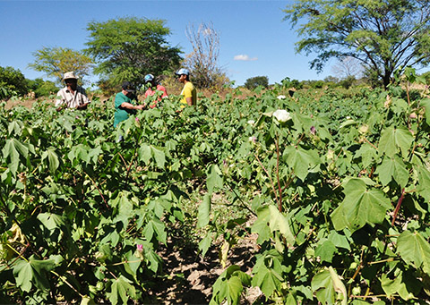 trinta-anos-depois-agricultor-volta-a-cultivar-agroecologico-1.jpg