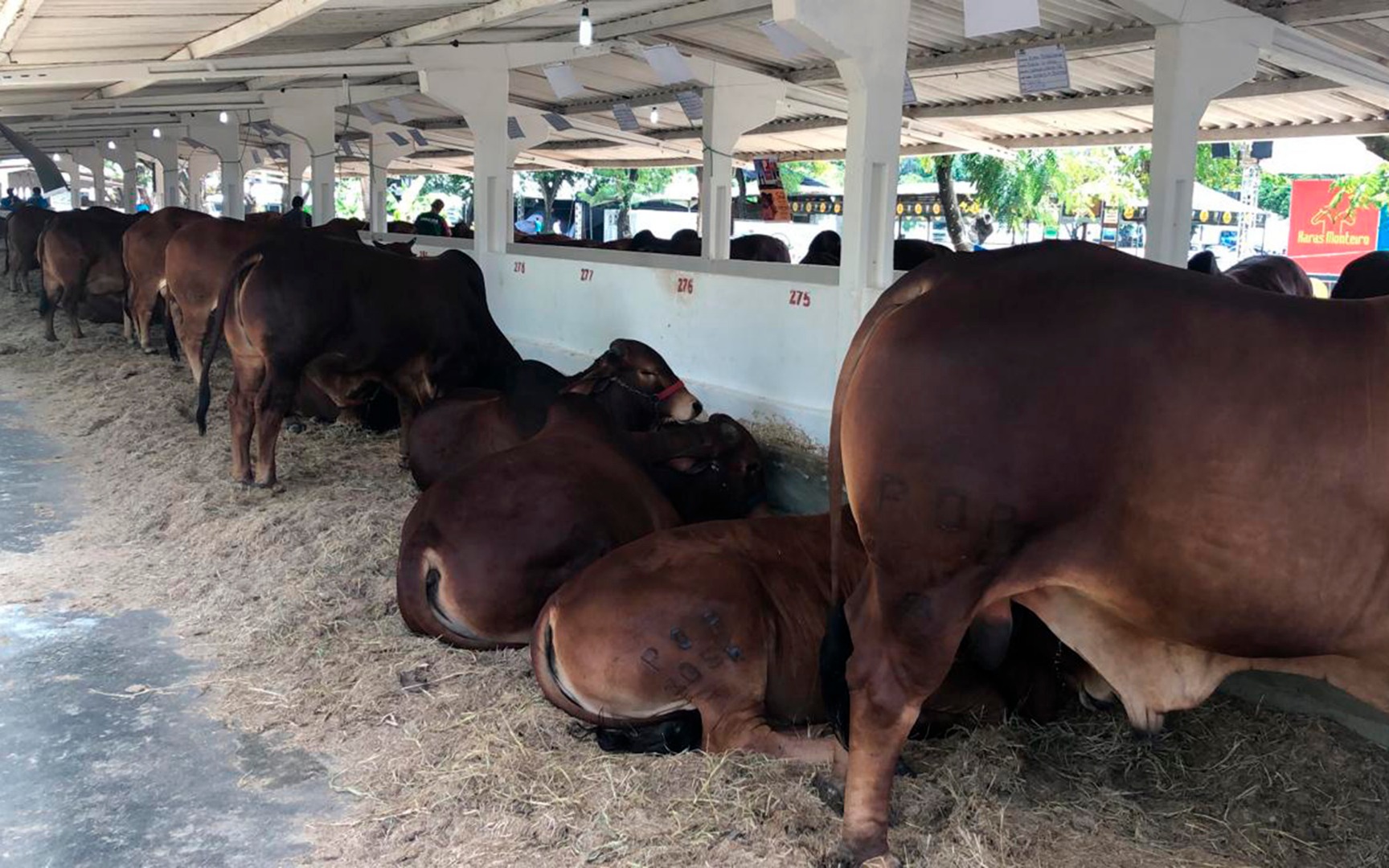 empaer expofeira com 16 premios para animais gado sindi (2).jpg