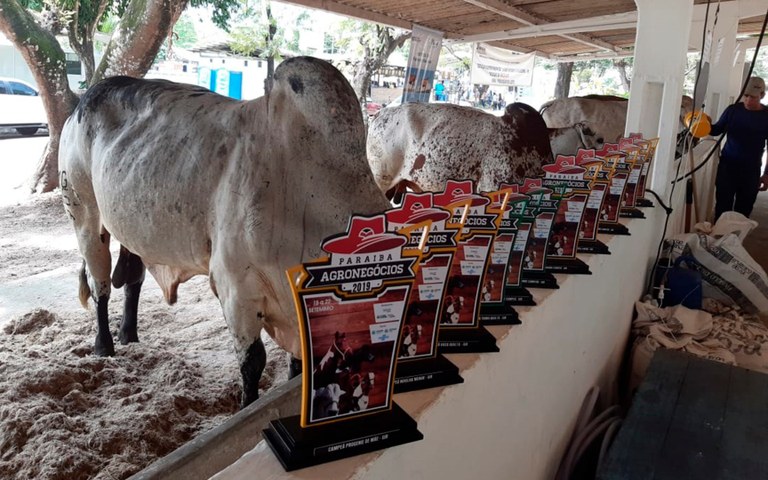 empaer expofeira com 16 premios para animais gado sindi (3).jpg
