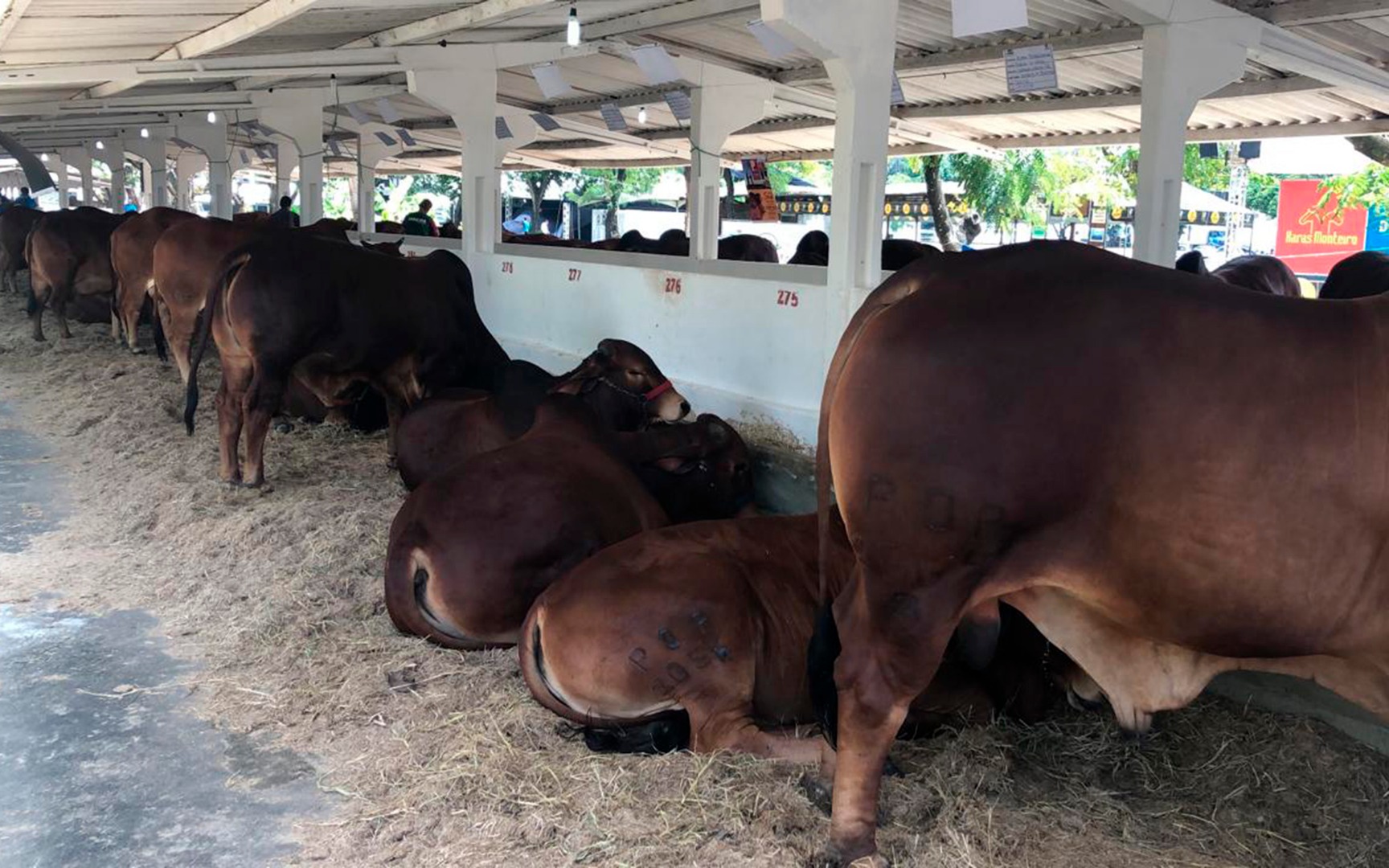 empaer expofeira com 16 premios para animais gado sindi (4).jpg