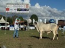 PREMIO GUZERÁ.4 28-05.jpg