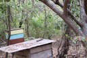 apicultura 2 05-10.jpg