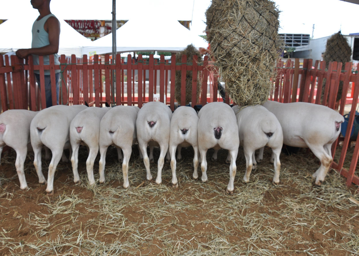 06_08_19 Criadores se organizam e mostram a força da caprinocultura no Cariri (3).JPG