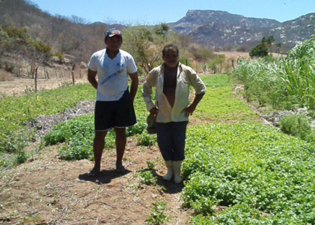 26_06_19 Família em Mãe D’Água ganha o sustento cultivando coentro (1).jpg