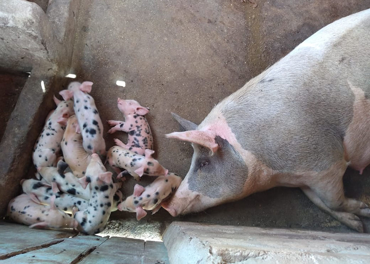 26_06_19 Família em Mãe D’Água ganha o sustento cultivando coentro (2).jpg