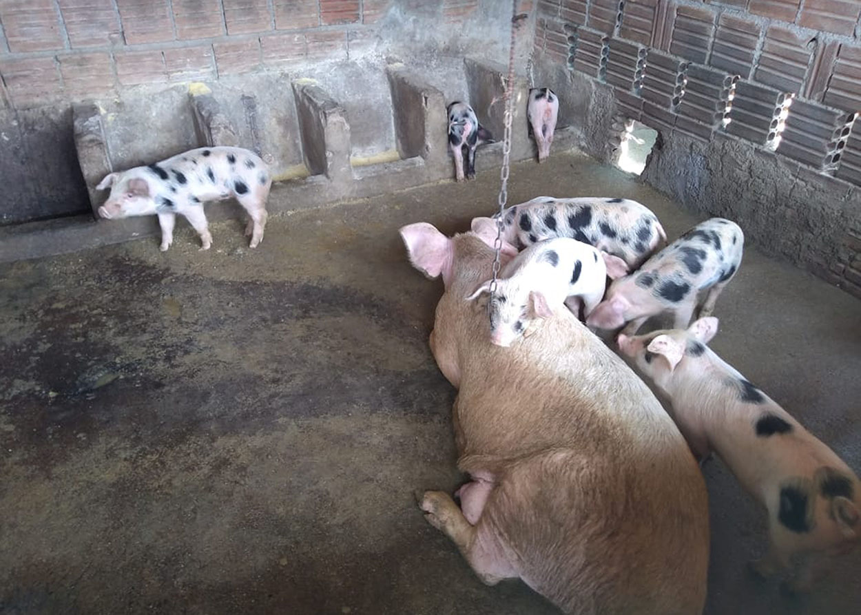 26_06_19 Família em Mãe D’Água ganha o sustento cultivando coentro (4).jpg