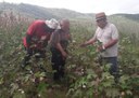 28_07_19 Empaer orienta na produção e colheita de algodão no Vale do Paraíba (1).jpg
