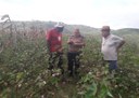 28_07_19 Empaer orienta na produção e colheita de algodão no Vale do Paraíba (2).jpg
