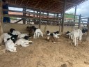 CAPRINOS2 28-05.jpg