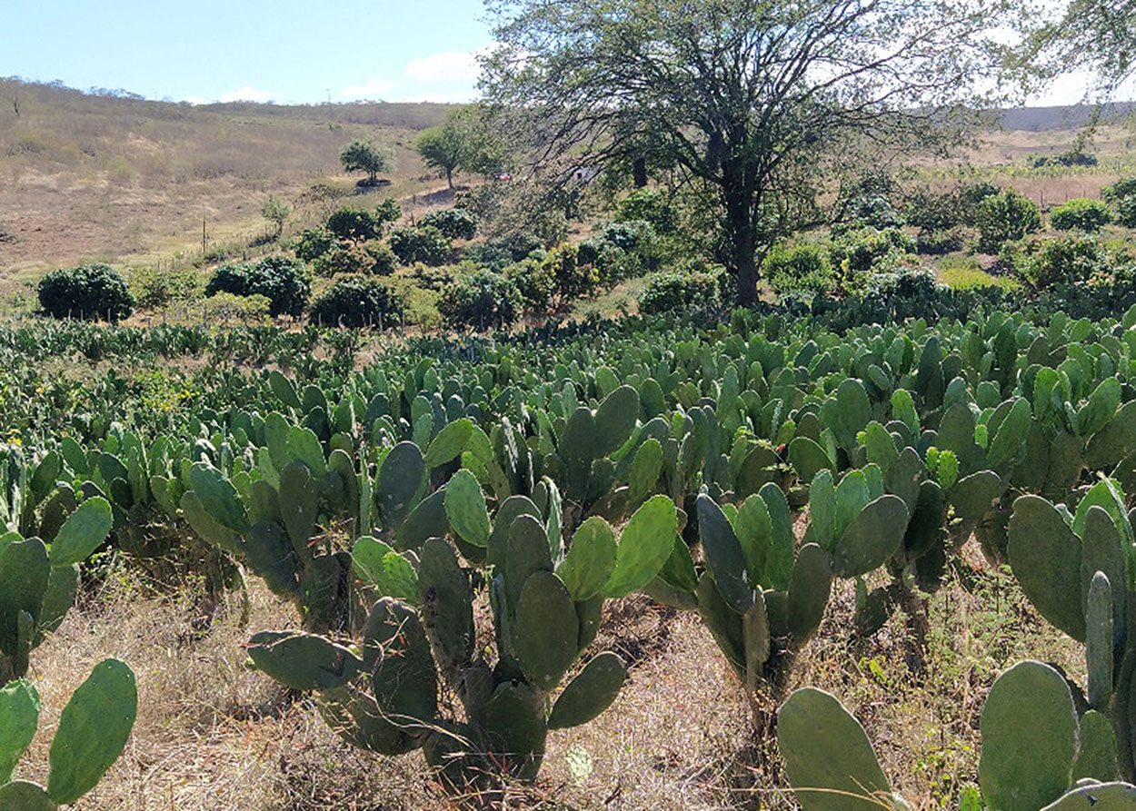 19_09_19 Empaer realiza Dia Especial sobre cultivo de palma forrageira em Água Branca (2).jpg