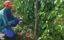 Emater Juru 60 produtores aumentam renda cultivando maracuja 1.jpg