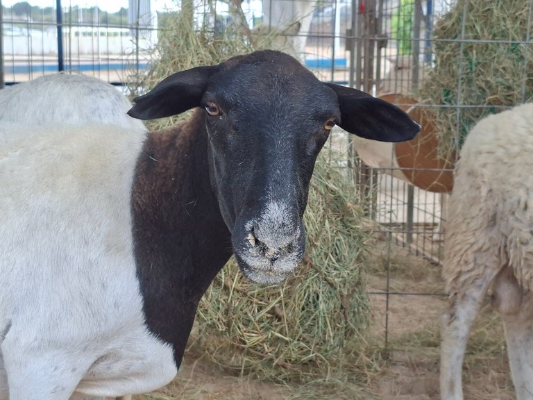 Foto: Reprodução/Secom Paraíba