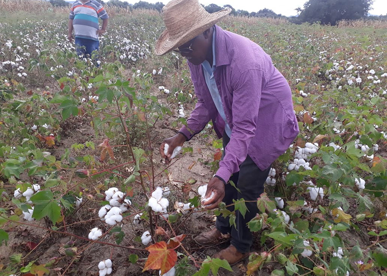 22_07_19 GOVERNO INVESTE NA RETOMADA DO ALGODÃO E PROMOVE DIA DE CAMPO PARA ATRAIR AGRICULTOR (3).jpg