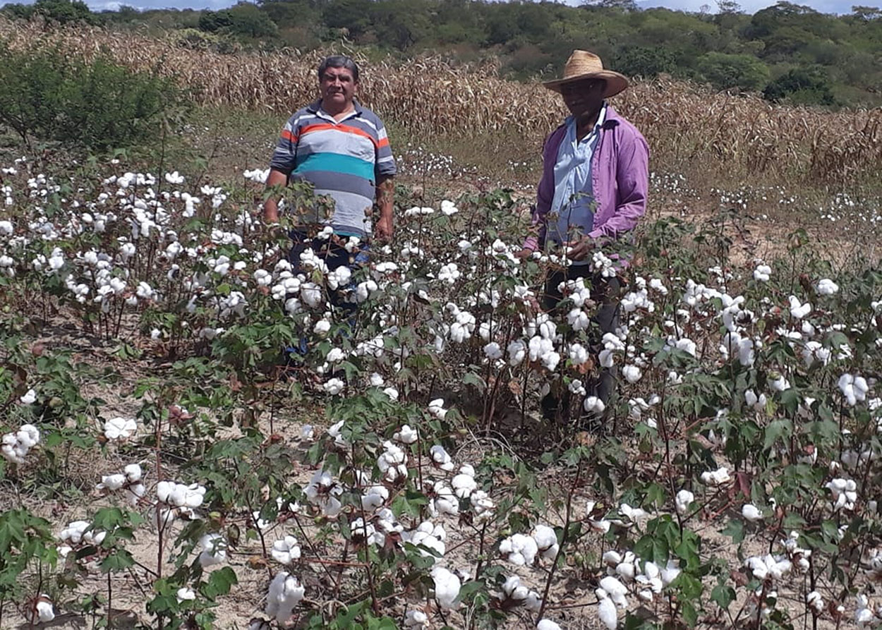 22_07_19 GOVERNO INVESTE NA RETOMADA DO ALGODÃO E PROMOVE DIA DE CAMPO PARA ATRAIR AGRICULTOR (4).jpg