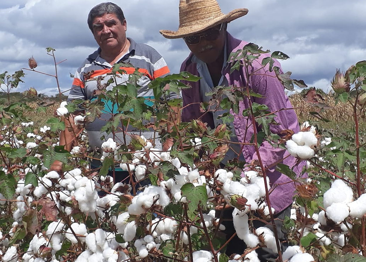 22_07_19 GOVERNO INVESTE NA RETOMADA DO ALGODÃO E PROMOVE DIA DE CAMPO PARA ATRAIR AGRICULTOR (5).jpg