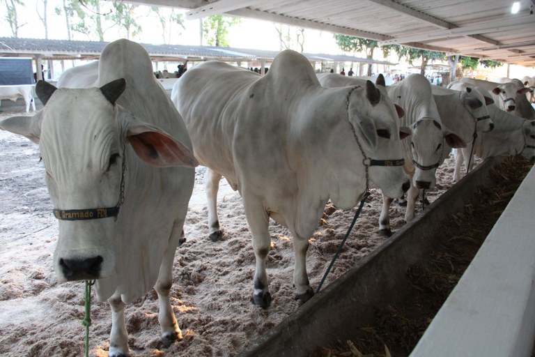 Abertura da Expofeira Paraiba Agronegocio foto francisco frança (11).JPG