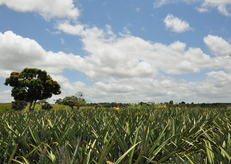 06_09_19 A Paraíba é o segundo maior produtor de Abacaxi do Brasil (1).JPG