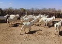 29_10_19 Paraíba libera produção de leite de cabra (2).jpg