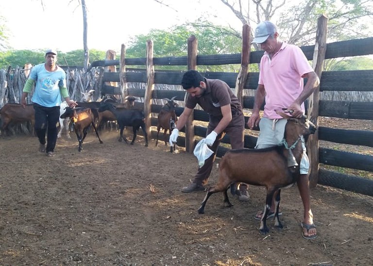 29_10_19 Paraíba libera produção de leite de cabra (4).jpg