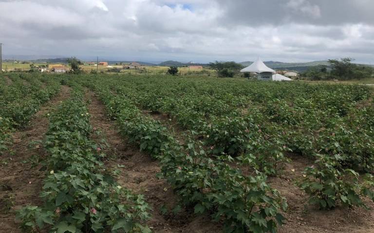 empaer trabalhos com algodao e melhoramento genetico bovino impressionam missao mocambique e colombia (4).jpg