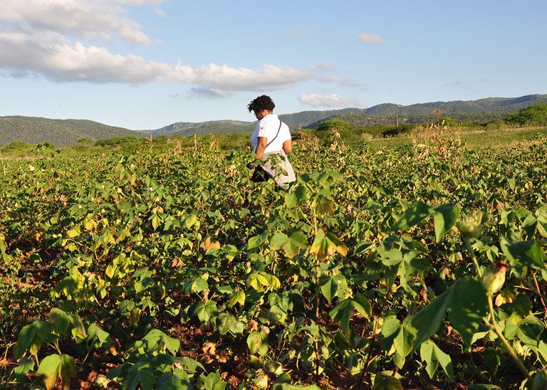06_09_19 Produção de algodão sustentável na Paraíba chama a atenção de missão de estrangeiros (6).JPG