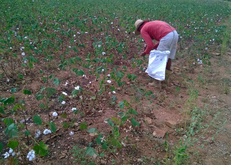 22_08_19 Produtores concluem colheita de algodão na região de Catolé do Rocha (3).jpg