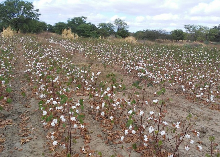 22_08_19 Produtores concluem colheita de algodão na região de Catolé do Rocha (4).jpg