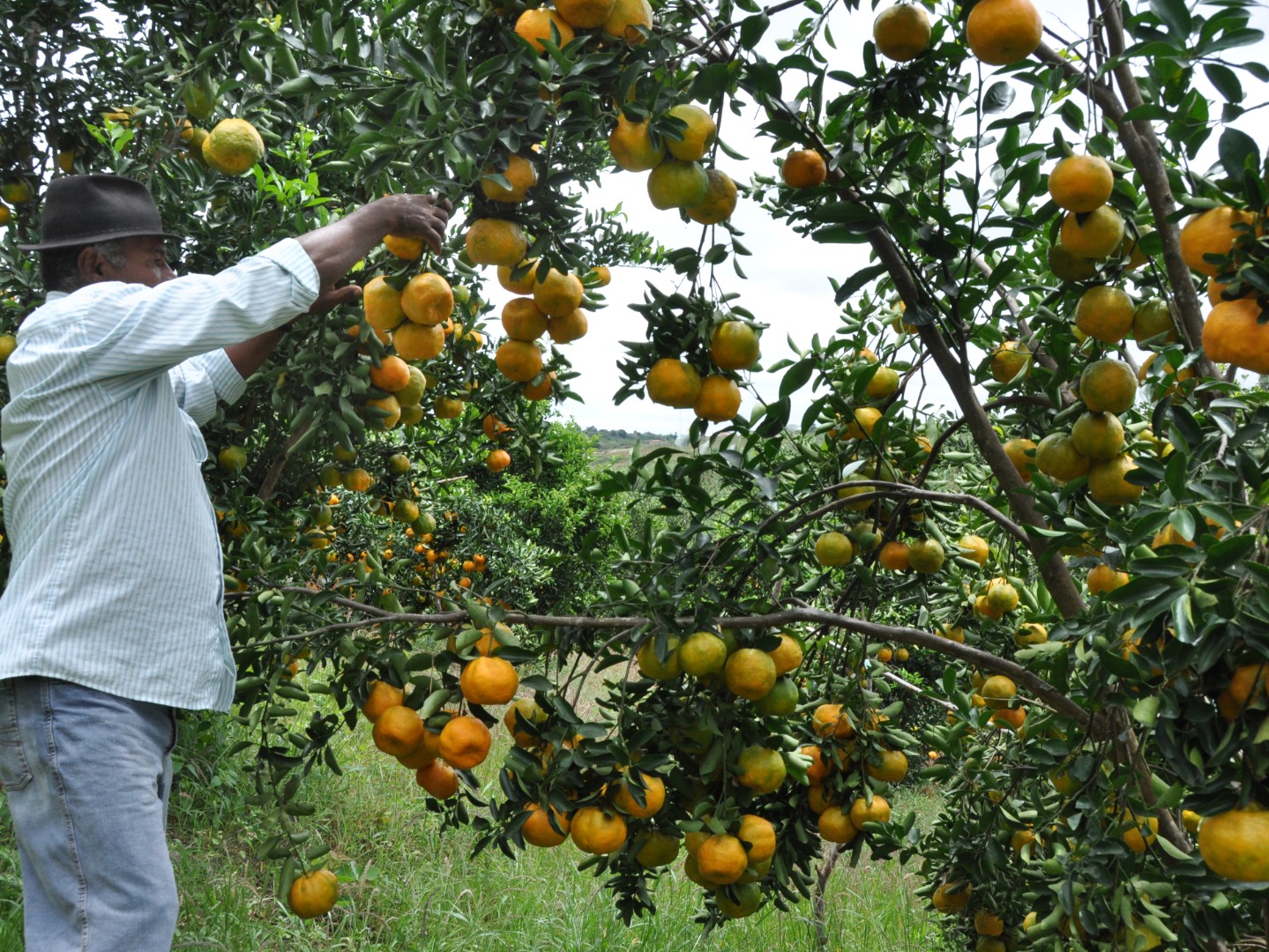 Matinhas laranja 15 10.jpg