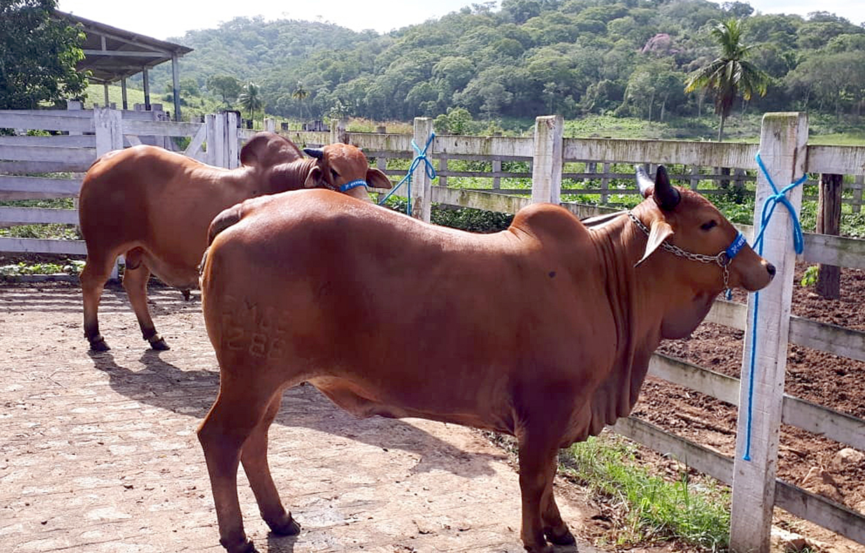 Empaer rebanho na exposiçao de animais em Limoeiro1.jpg