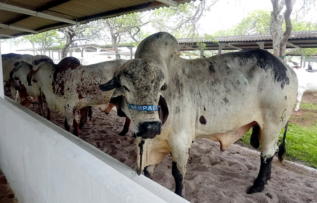 Empaer rebanho na exposiçao de animais em Limoeiro2.jpg